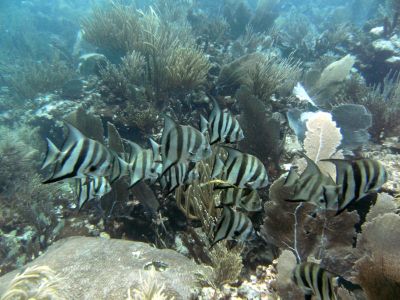 La Playita Sitio de Buceo Las Galeras Samaná